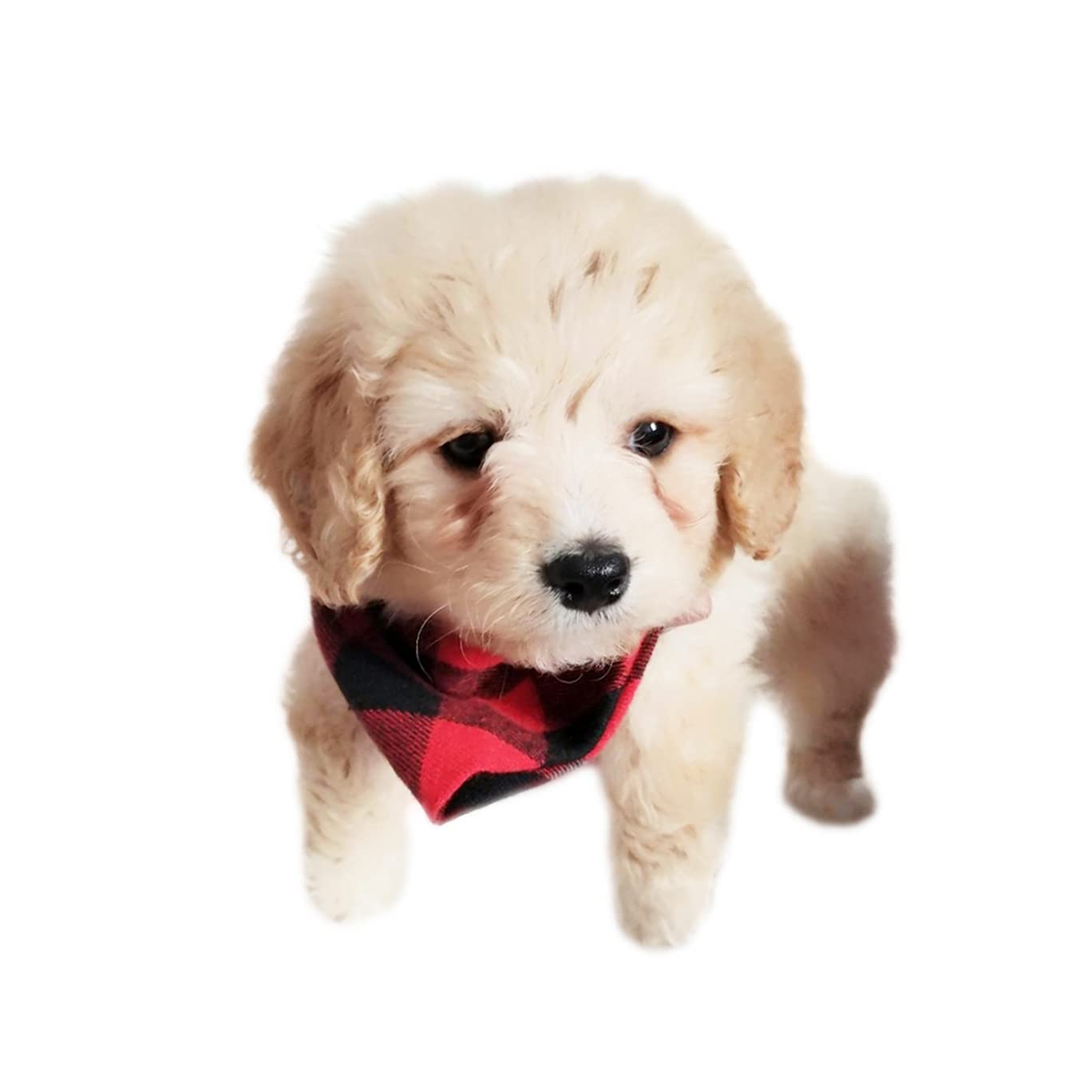 NACOCO Dog Bandana Bibs Pet Plaid Scarf Triangle Head Scarfs Accessories Neckerchief for Small and Medium Dog