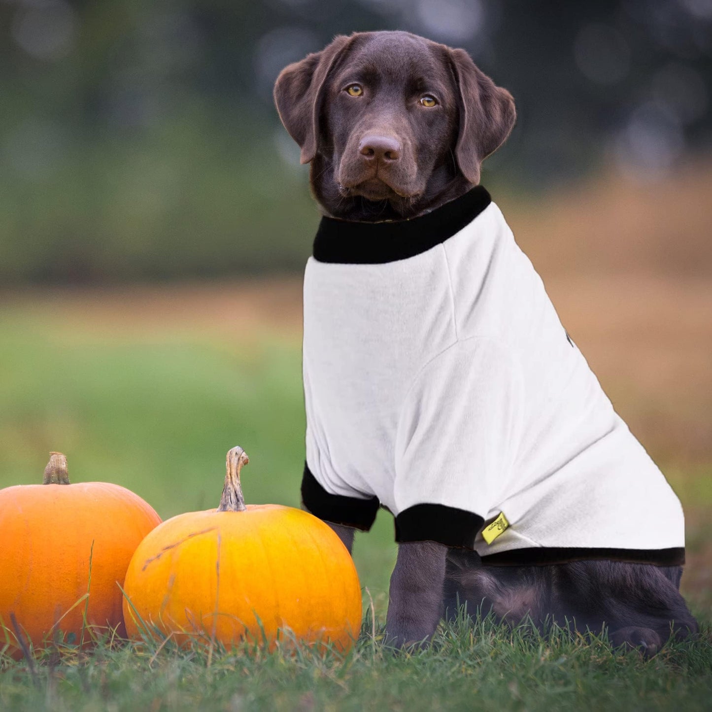 NACOCO Halloween Dog Ghost Hoodies - Shirt Costume Dog Tees for Small Dogs Funny Cute