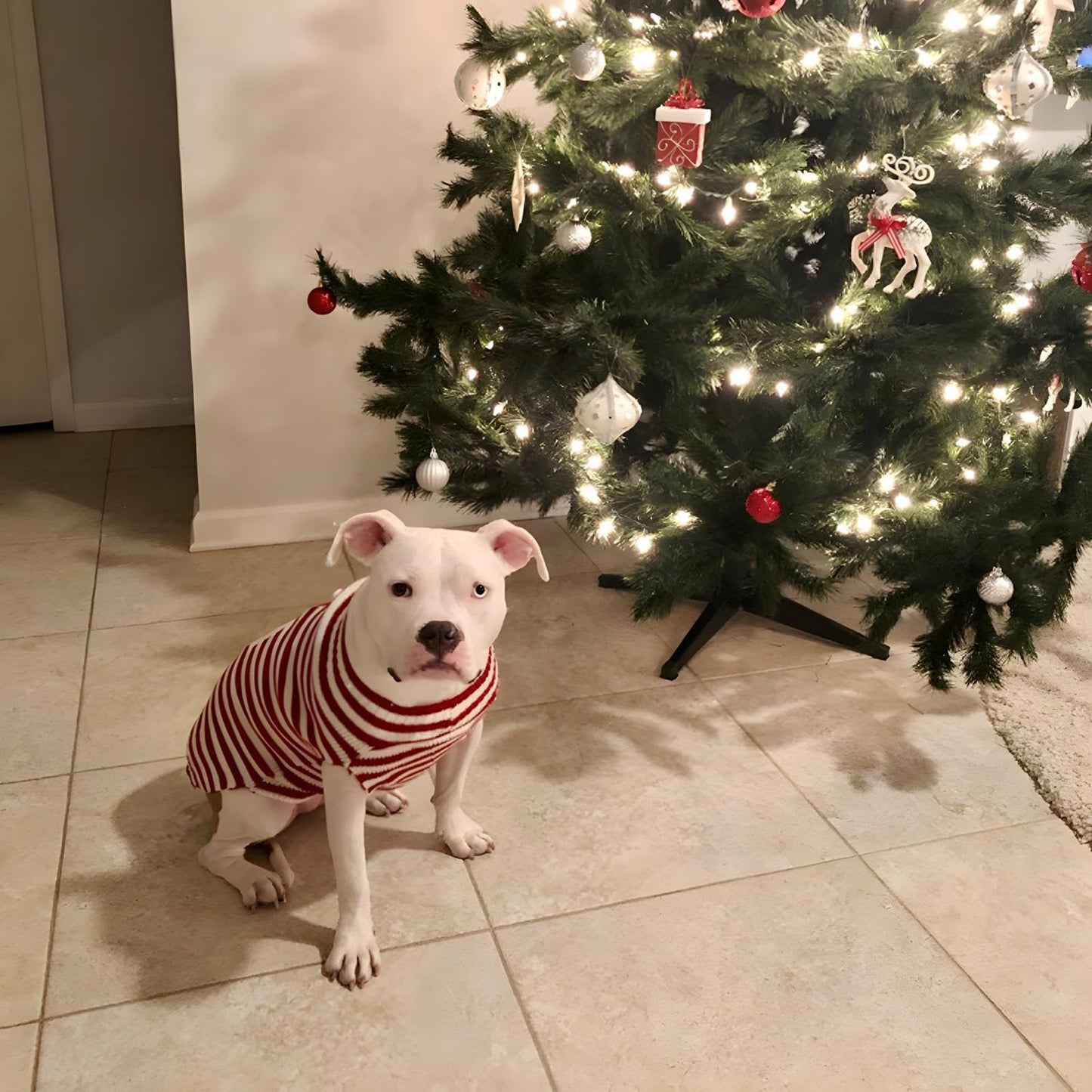 NACOCO Santa Claus Pet Sweater Dog Sweaters Cold Weather Outfit for Small to Medium Sized Dogs and Cats for Christmas Day